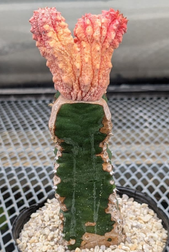 Euphorbia abdelkuri  cv. ' Damask' 8 Seeds