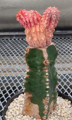 Euphorbia abdelkuri  cv. ' Damask' 8 Seeds