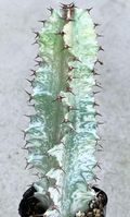 Euphorbia ammak f.variegata 5 Seeds