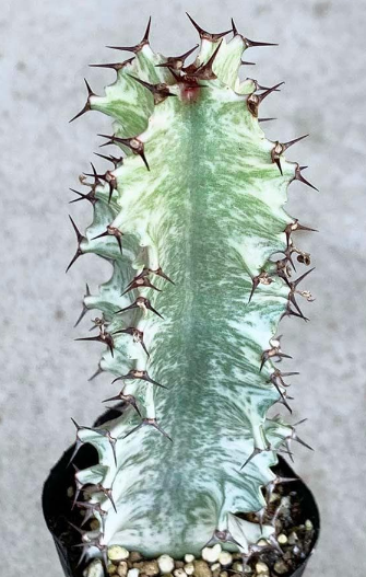 Euphorbia ammak f.variegata 5 Seeds