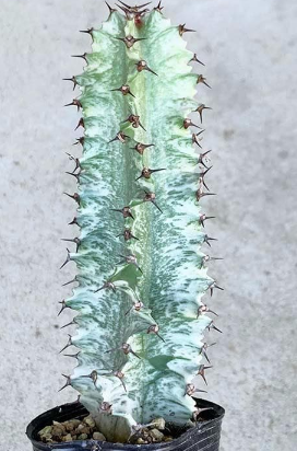 Euphorbia ammak f.variegata 5 Seeds