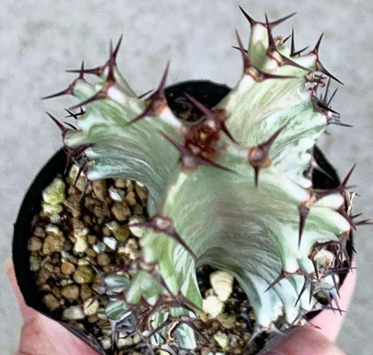 Euphorbia ammak f.variegata 5 Seeds