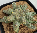Euphorbia brevirama 5 Seeds