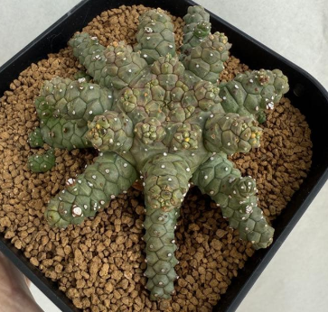Euphorbia brevirama 5 Seeds
