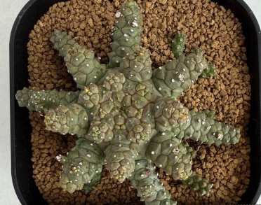 Euphorbia brevirama 5 Seeds
