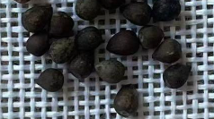 Euphorbia tirucalli 5 Seeds
