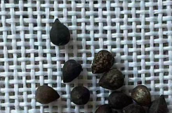 Euphorbia brevirama 5 Seeds