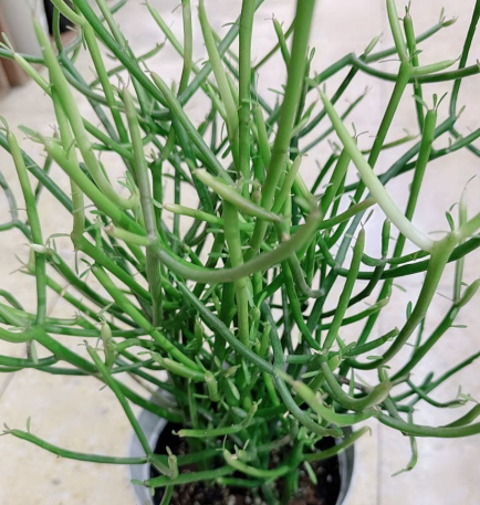 Euphorbia tirucalli 5 Seeds
