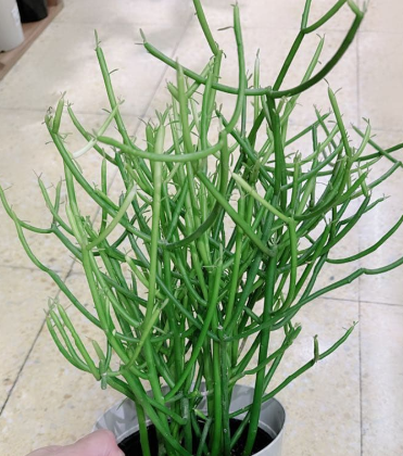 Euphorbia tirucalli 5 Seeds