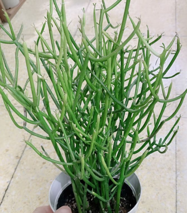 Euphorbia tirucalli 5 Seeds