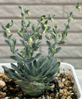 Euphorbia globulicaulis 7 Seeds