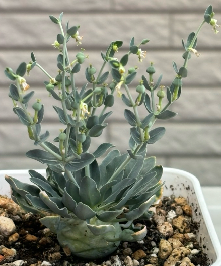 Euphorbia globulicaulis 7 Seeds