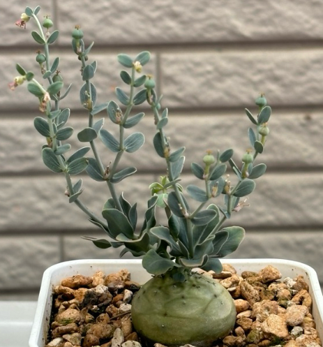 Euphorbia globulicaulis 7 Seeds
