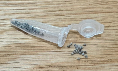 Euphorbia globulicaulis 7 Seeds