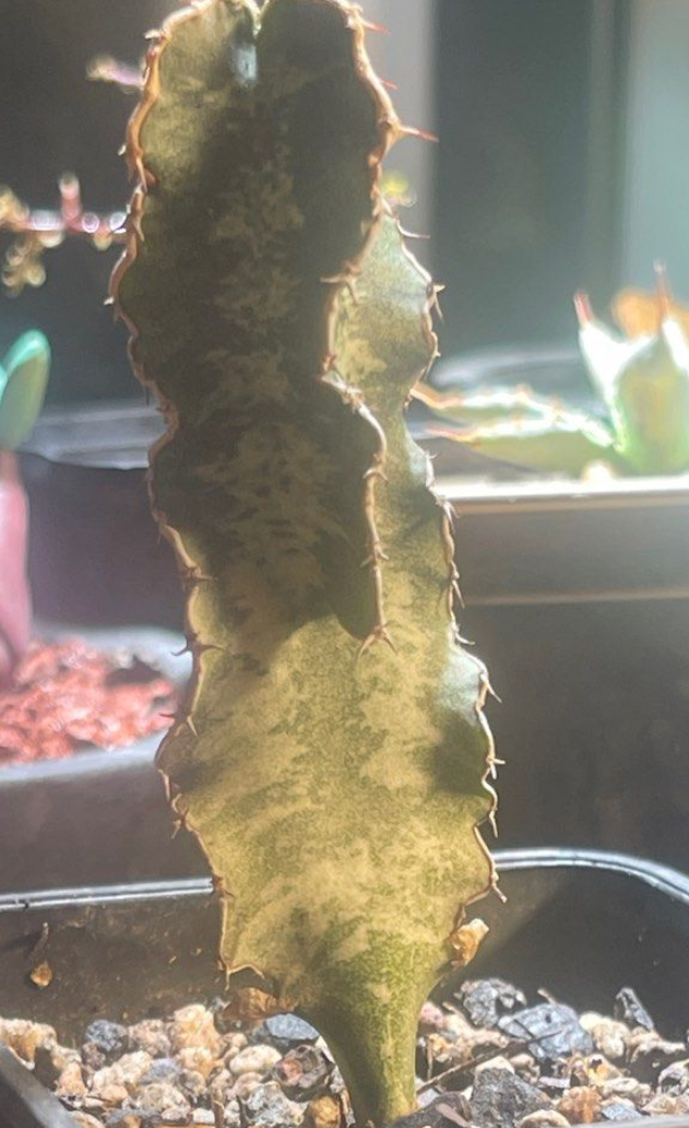 Euphorbia robecchii 5 Seeds