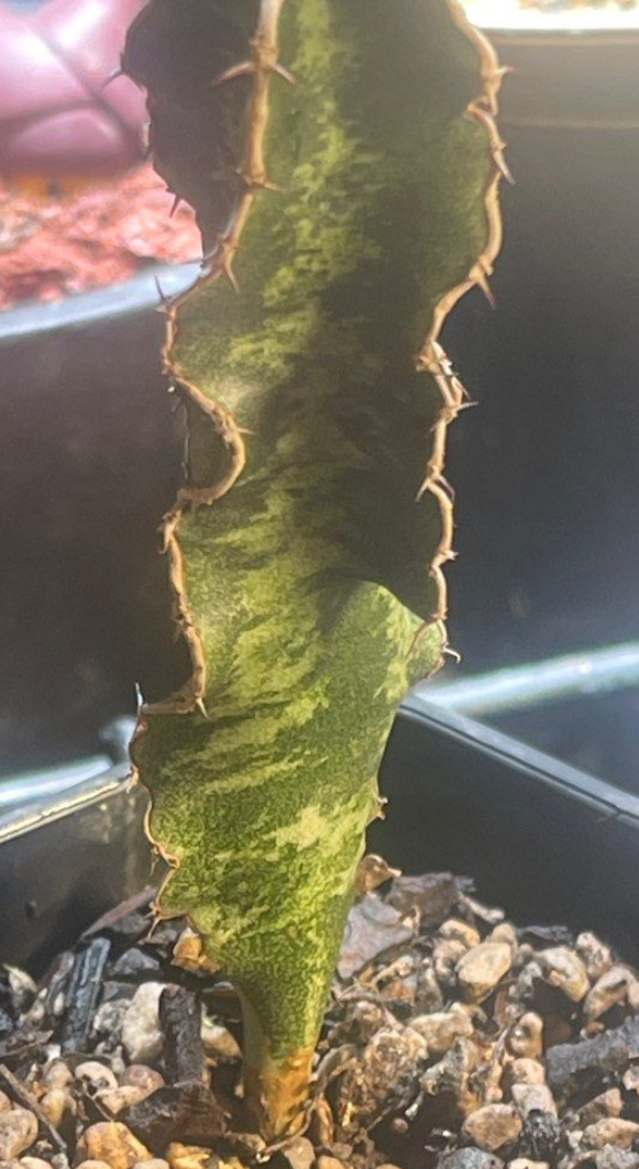 Euphorbia robecchii 5 Seeds