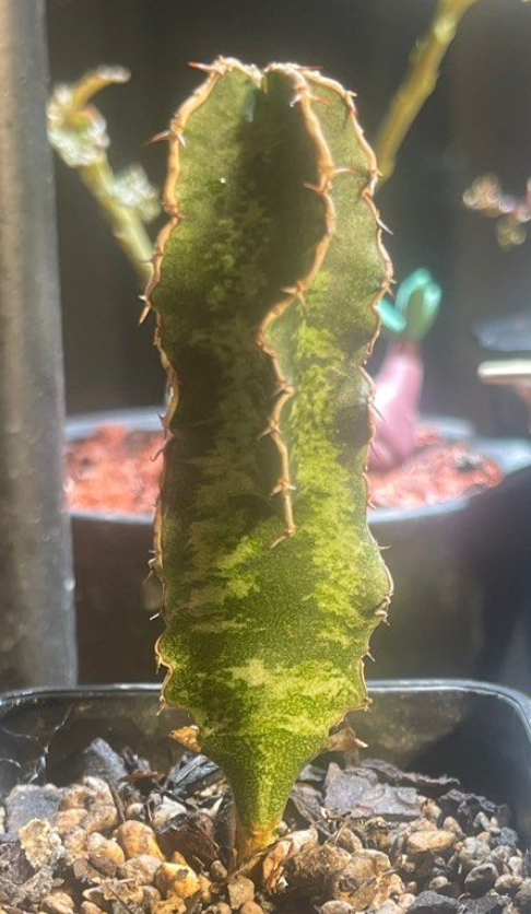 Euphorbia robecchii 5 Seeds