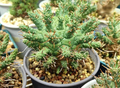 Euphorbia crassipes 5 Seeds