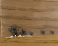 Euphorbia crassipes 5 Seeds