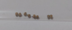 Euphorbia micracantha 5 Seeds