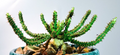 Euphorbia micracantha 5 Seeds