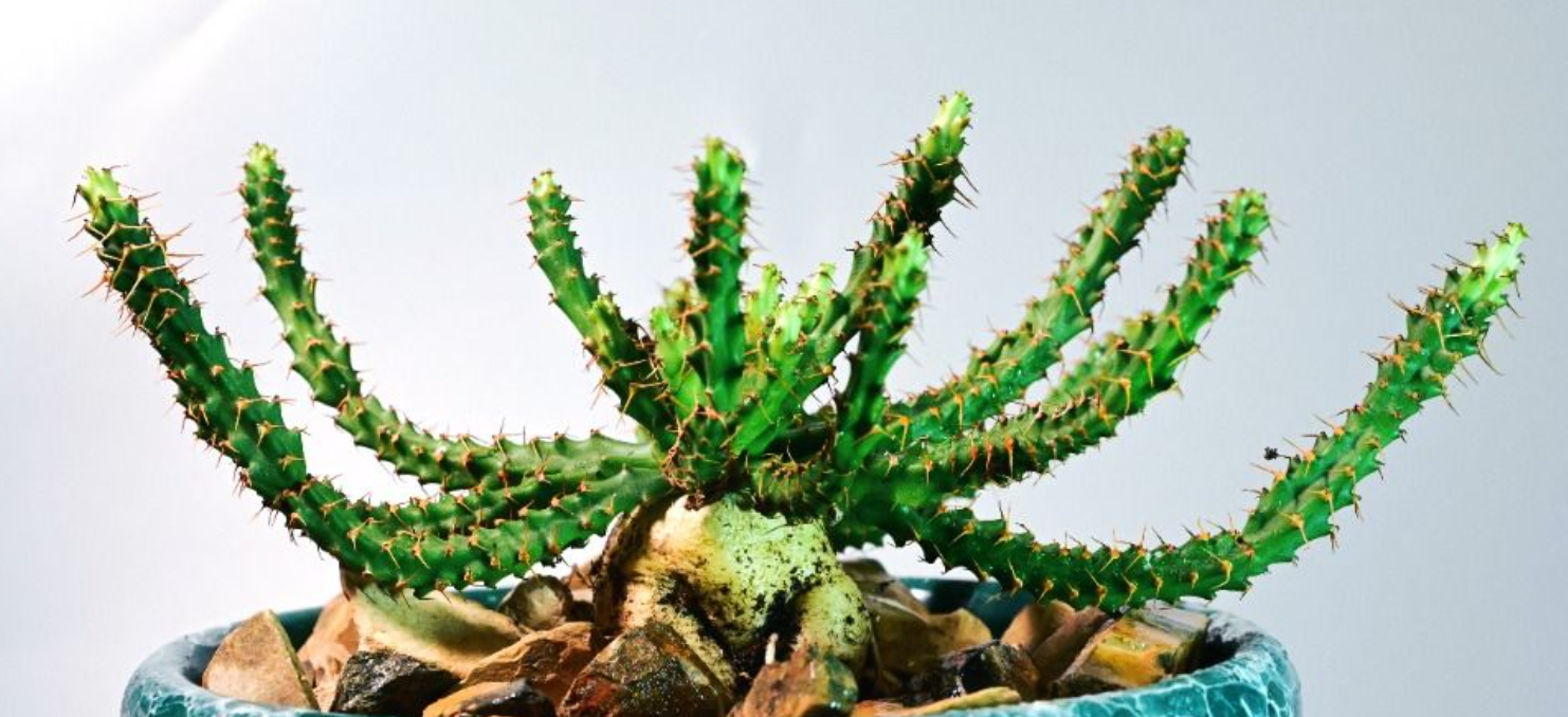 Euphorbia micracantha 5 Seeds