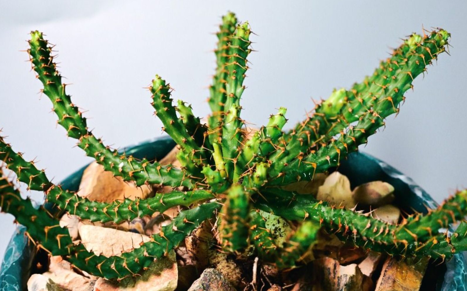 Euphorbia micracantha 5 Seeds