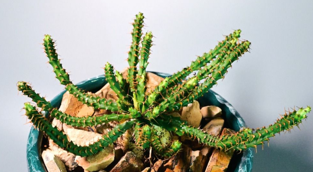 Euphorbia micracantha 5 Seeds