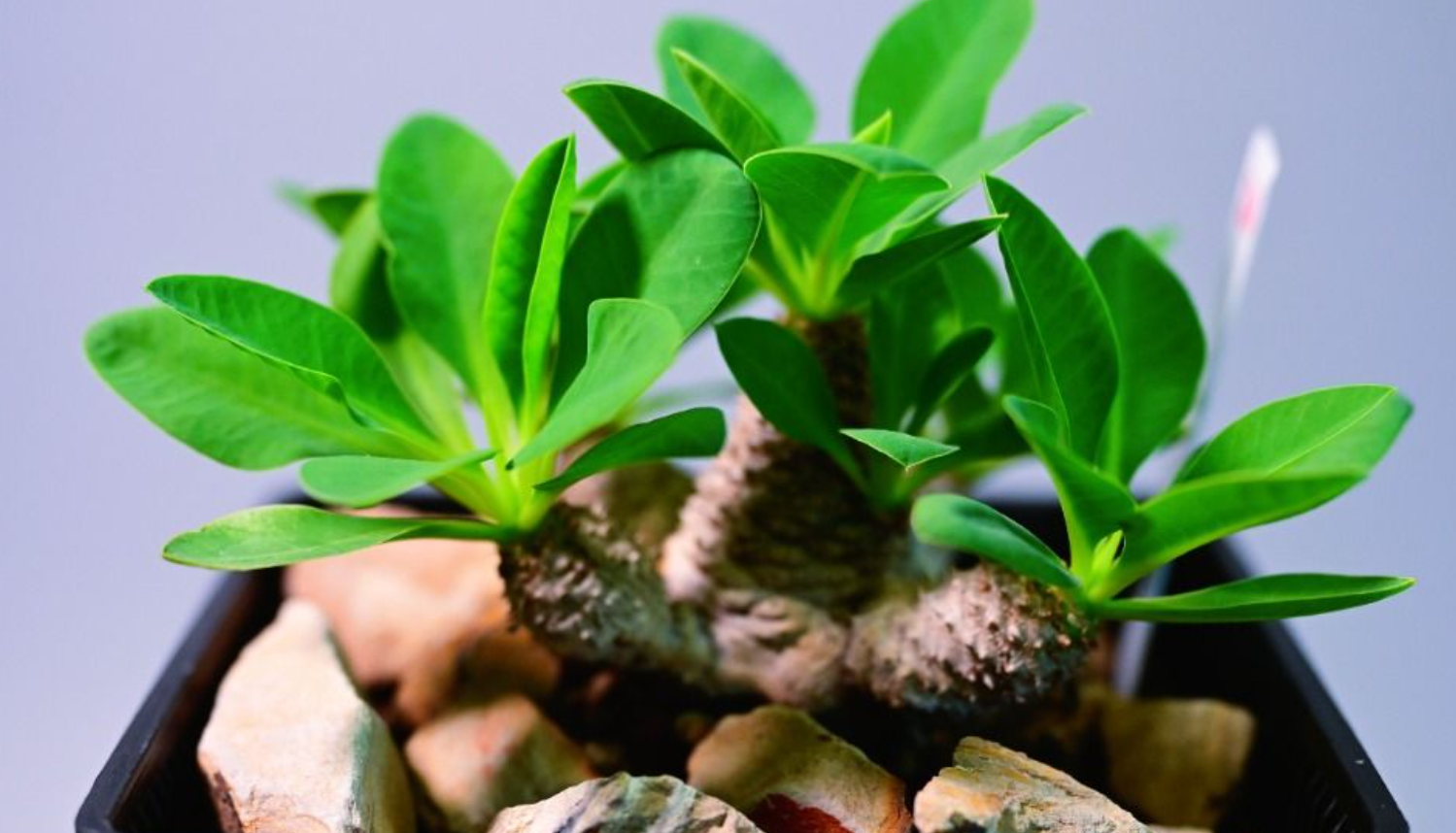 Euphorbia parvimedusae 5 Seeds