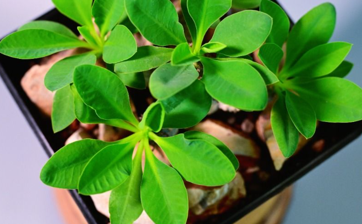 Euphorbia parvimedusae 5 Seeds