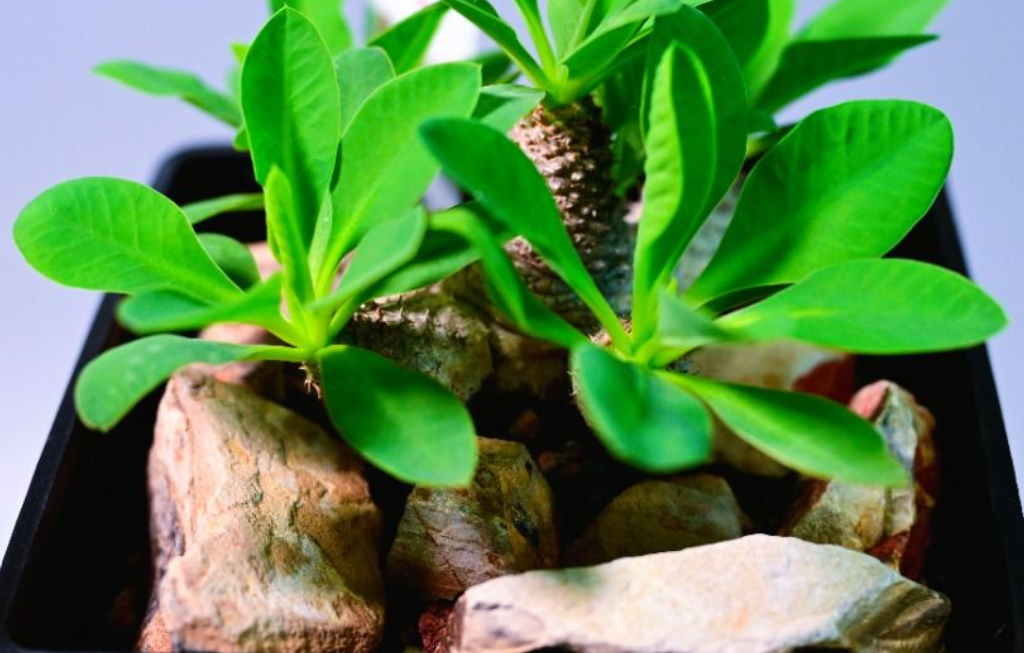 Euphorbia parvimedusae 5 Seeds