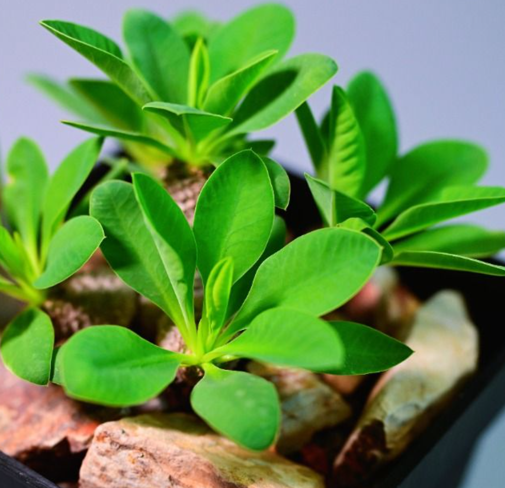 Euphorbia parvimedusae 5 Seeds