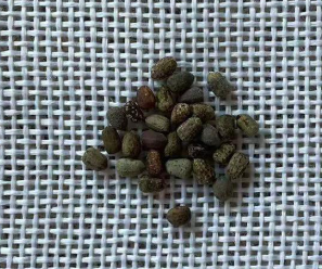 Euphorbia parvimedusae 5 Seeds