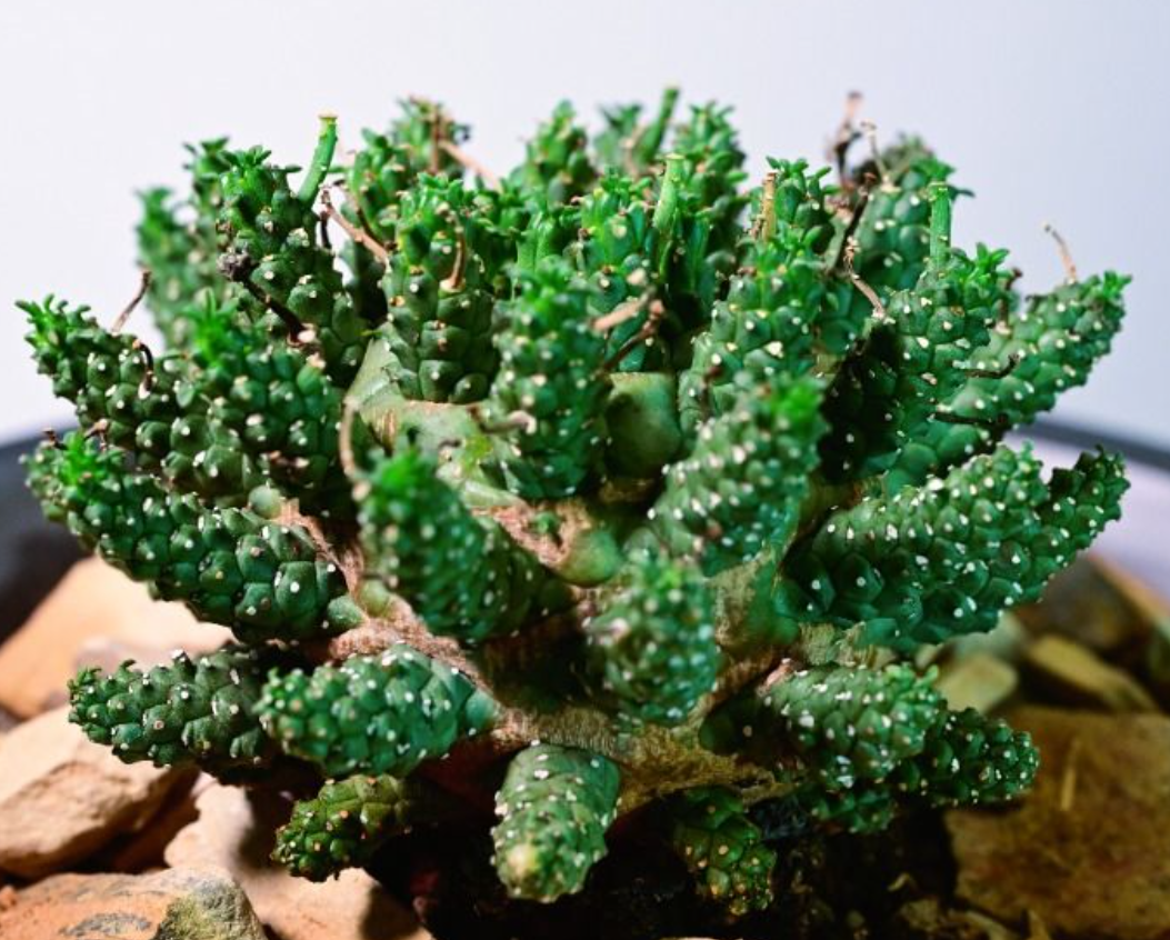 Euphorbia gamkensis 5 Seeds