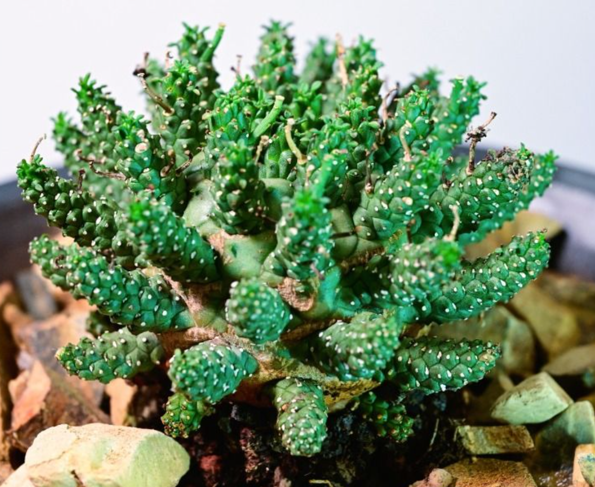 Euphorbia gamkensis 5 Seeds