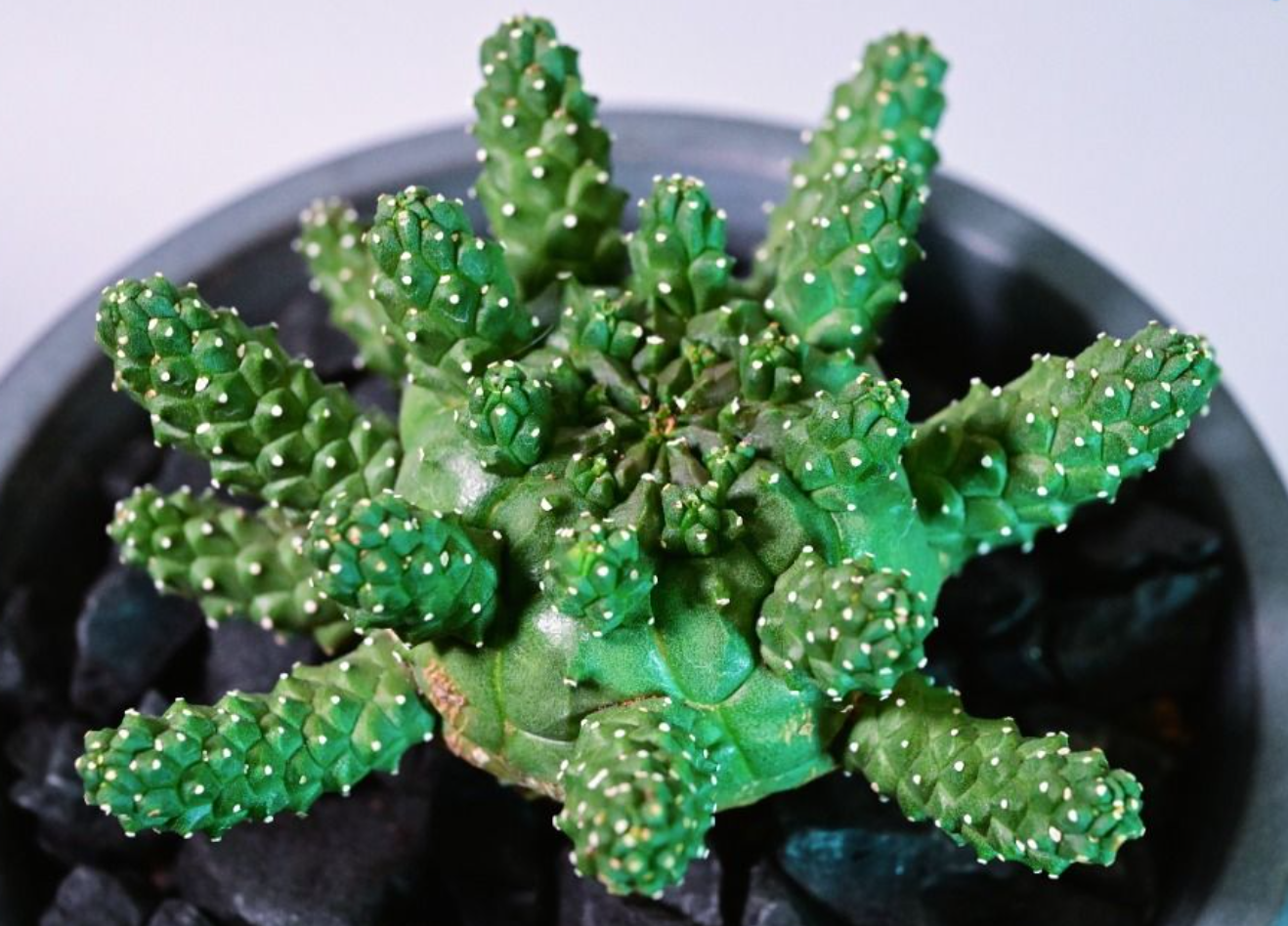 Euphorbia gamkensis 5 Seeds