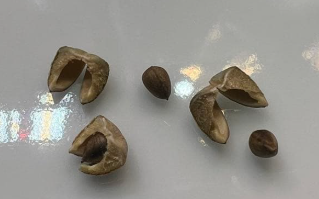 Euphorbia gamkensis 5 Seeds