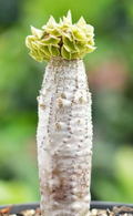 Euphorbia ankarensis 5 Seeds