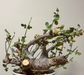 Commiphora Omundomba 5 Seeds