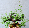 Commiphora boranensis 5 Seeds