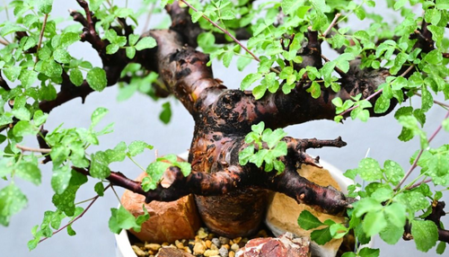 Commiphora boranensis 5 Seeds