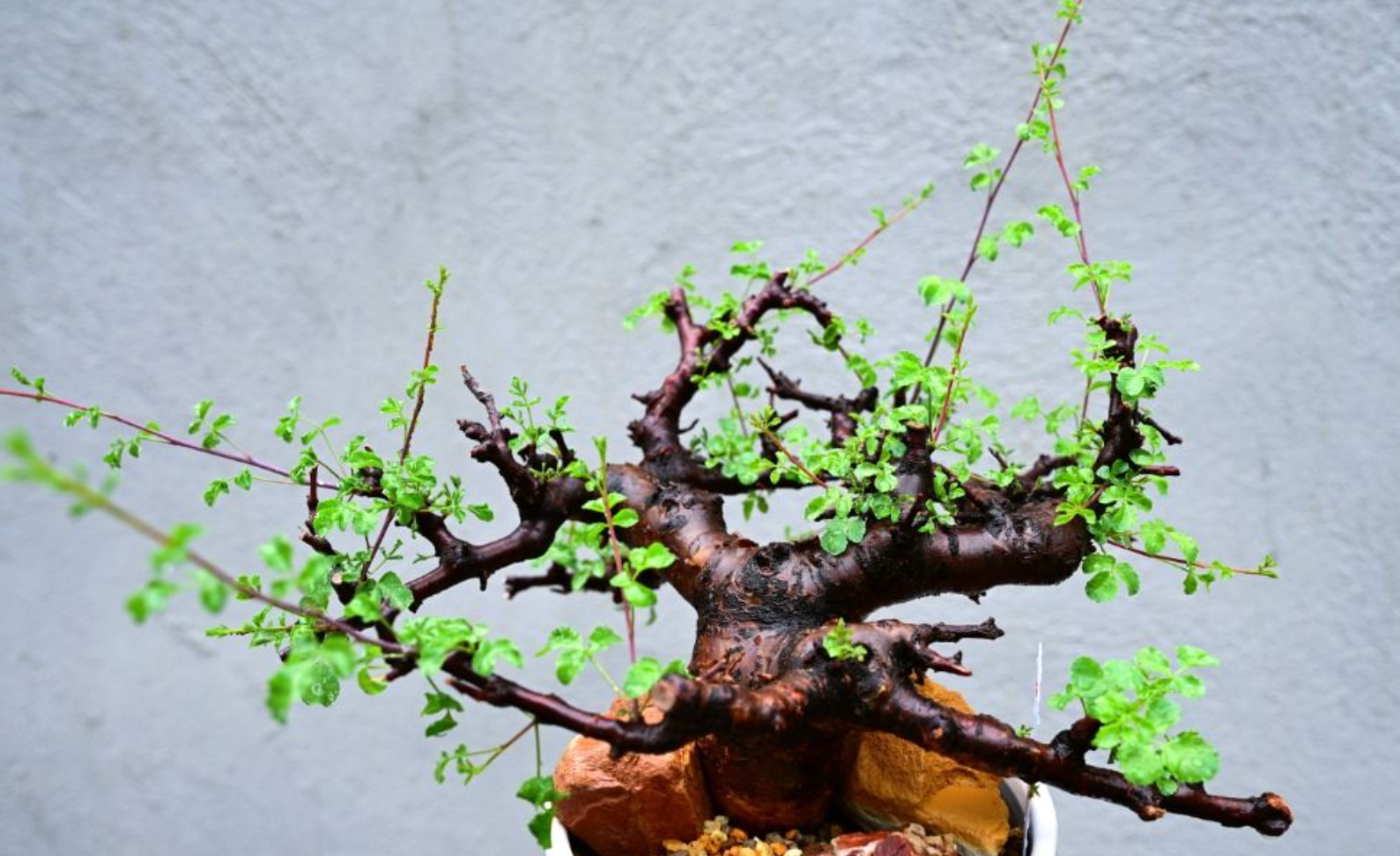 Commiphora boranensis 5 Seeds