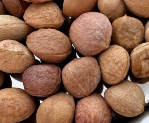 Commiphora cervifolia 5 Seeds