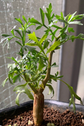Commiphora cervifolia 5 Seeds