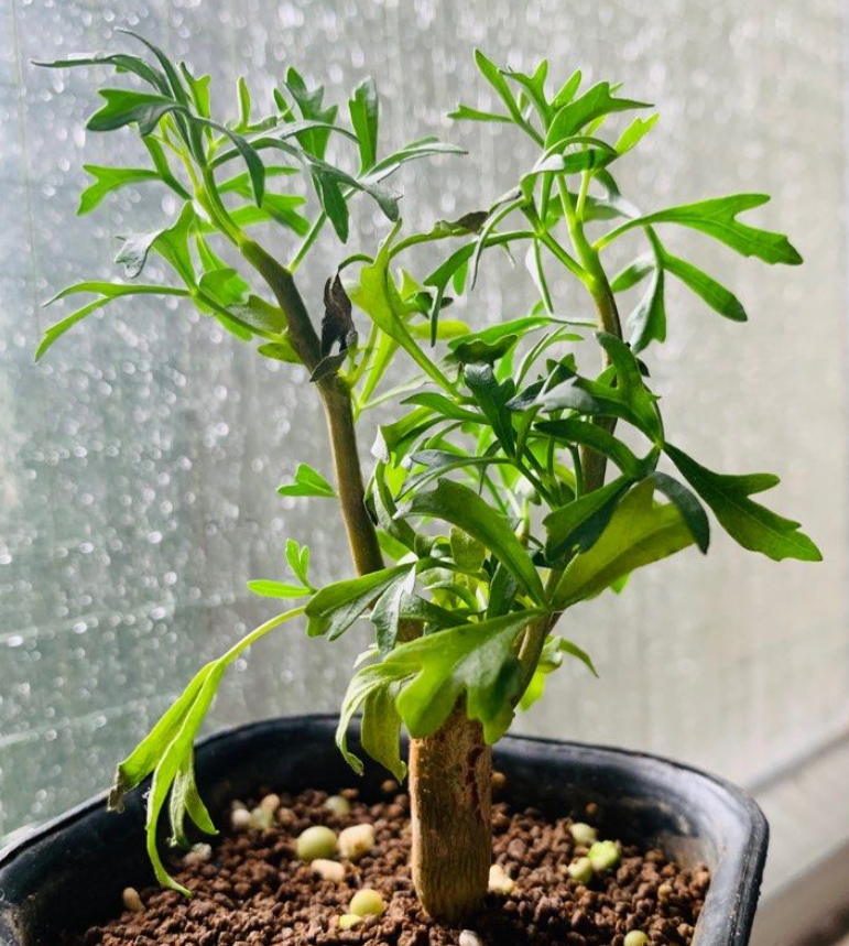 Commiphora cervifolia 5 Seeds