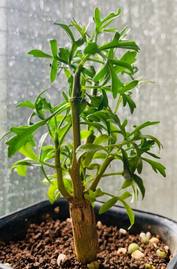 Commiphora cervifolia 5 Seeds