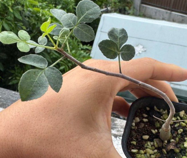 Commiphora ertherina 5 Seeds