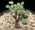 Commiphora app. somalia 5 Seeds