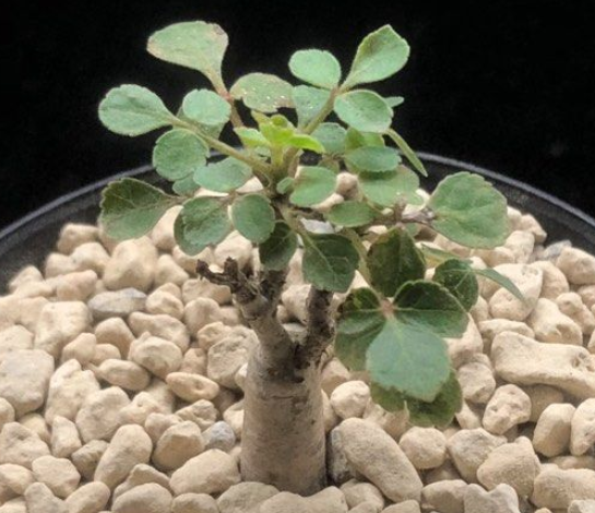 Commiphora app. somalia 5 Seeds