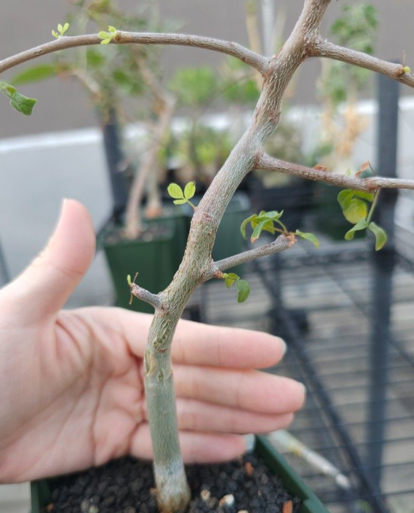 Commiphora app. somalia 5 Seeds